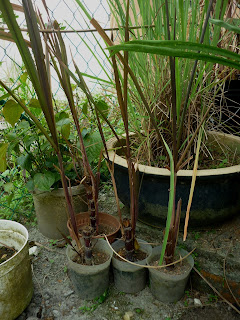 Ageasygrow Tebu Hitam
