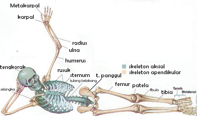 Pengertian dan  Fungsi Rangka Ilmu Pengetahuan