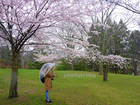 Cherry-Blossoms-High-Park-Toronto-Spring-2017-🌸