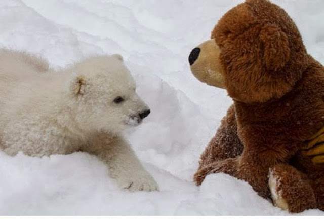 Polar bear vs Teddy bear (7 pics), polar bear cub picture, polar bear cub play with bear toy