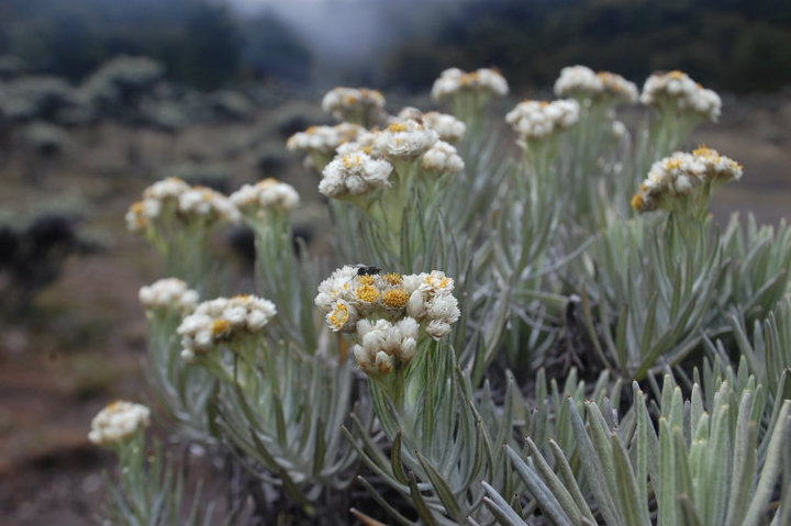 Keindahan Bunga  Edelweis  di  Gunung  Gede TUNTUNGAN BLOG