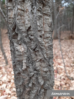 Бархат амурский (Phellodendron amurense)