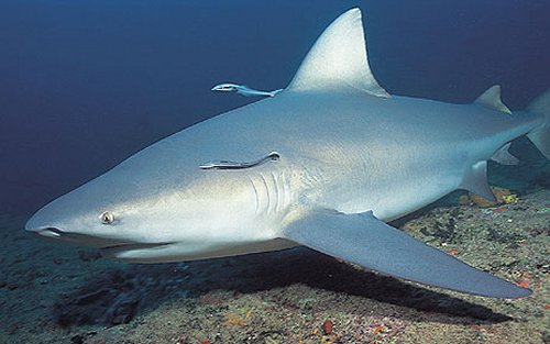 bull shark facts. Bull sharks have been