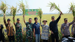 Panen Padi Maksimal, Bupati Serang Dorong Petani Millenial