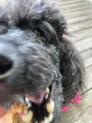 fluffy dog eating petcake