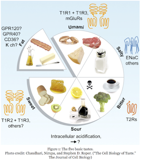 http://blogs.discovermagazine.com/scienceandfood/tag/taste-receptor/#.Wqo154IuA4w