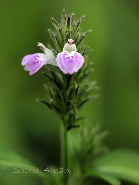 Justicia procumbens