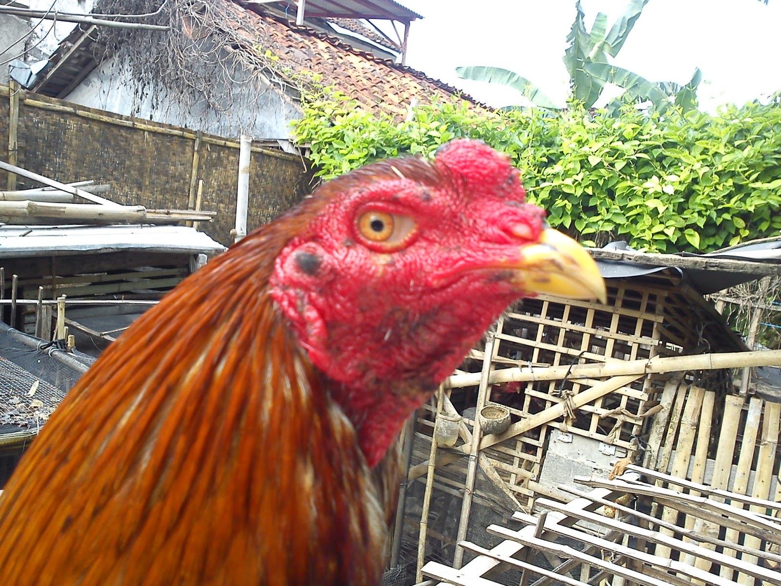 Ayam Sabung: Oktober 2013