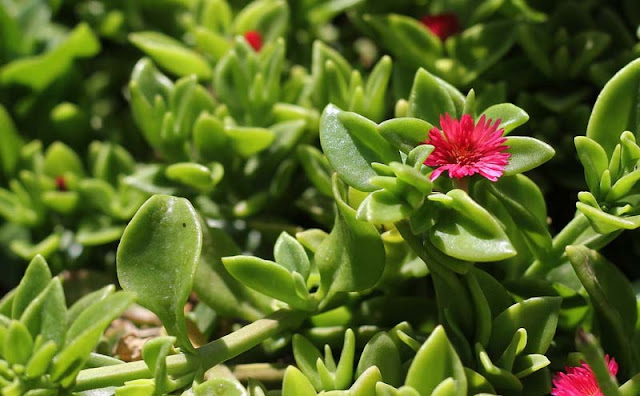 Aptenia Cordifolia Flowers Pictures