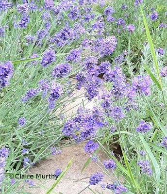 Lavender in Kent. Wildlife and kitchen garden blog.