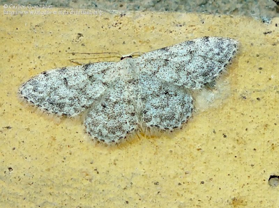 http://www.biodiversidadvirtual.org/insectarium/Idaea-alyssumata-(Himminghoffen-y-Milliere-1871)-img927704.html