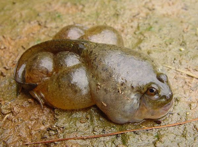 Amazing Mutant Animal Seen On www.coolpicturegallery.us