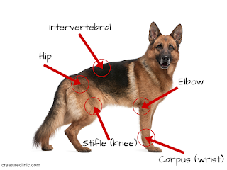 cães com artrite