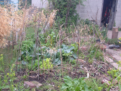 A row of pea sticks in a messy garden bed