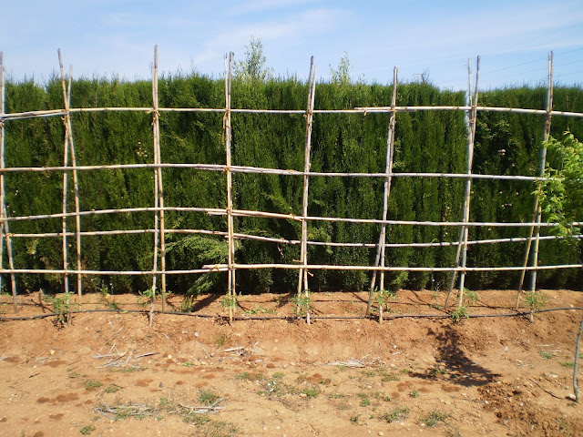 Colocar cañas a las tomateras