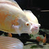 Orange spotted gouramis were captured in large tank