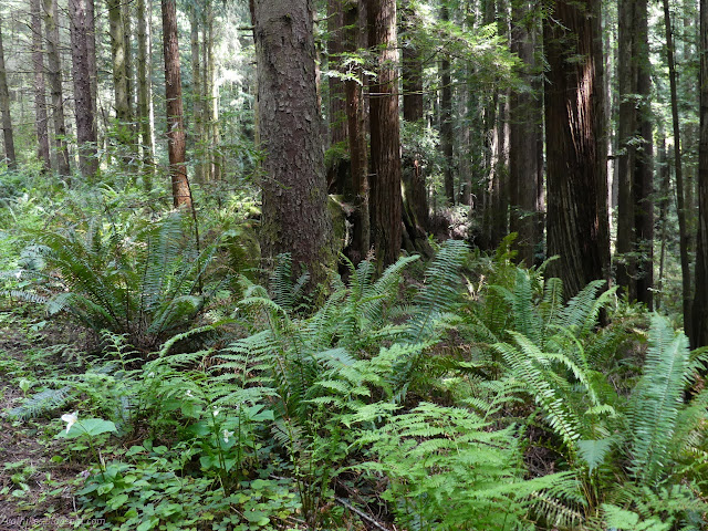 01: ferns and trillium and a lot of trees as the land slopes away