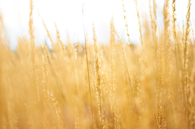 desktop, wallpapers, screensavers, backgrounds, nature, grass, ears, spica, plant, sunny day, seasons, field, 