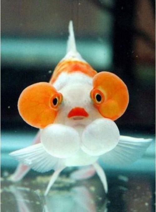 beautiful Bubble Eye Goldfish