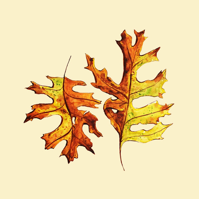 Autumn leaves illustration in ink and watercolor depicting two brownish yellow pin oak leaves.