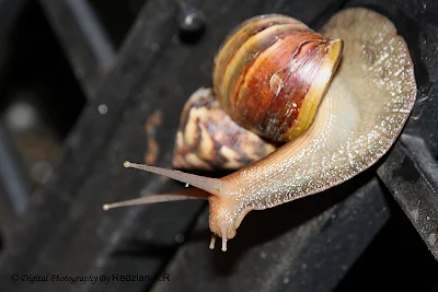 Garden Snail