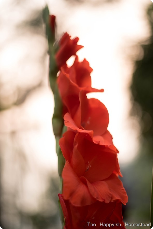 DSC_4035