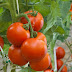 9 Manfaat Kesihatan Makan ‘Tomato Superfood’ 