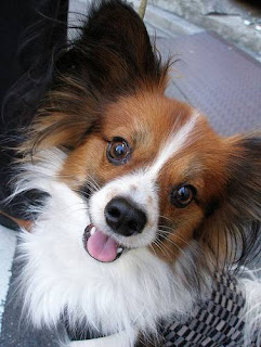 Papillon Dogs Pictures