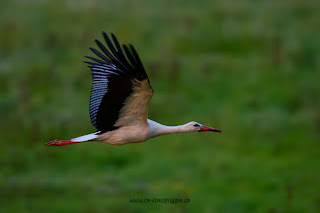 Wildlifefotografie Lippeaue Weißstorch