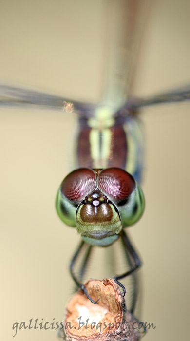 Lathrecista asiatica asiatica young female