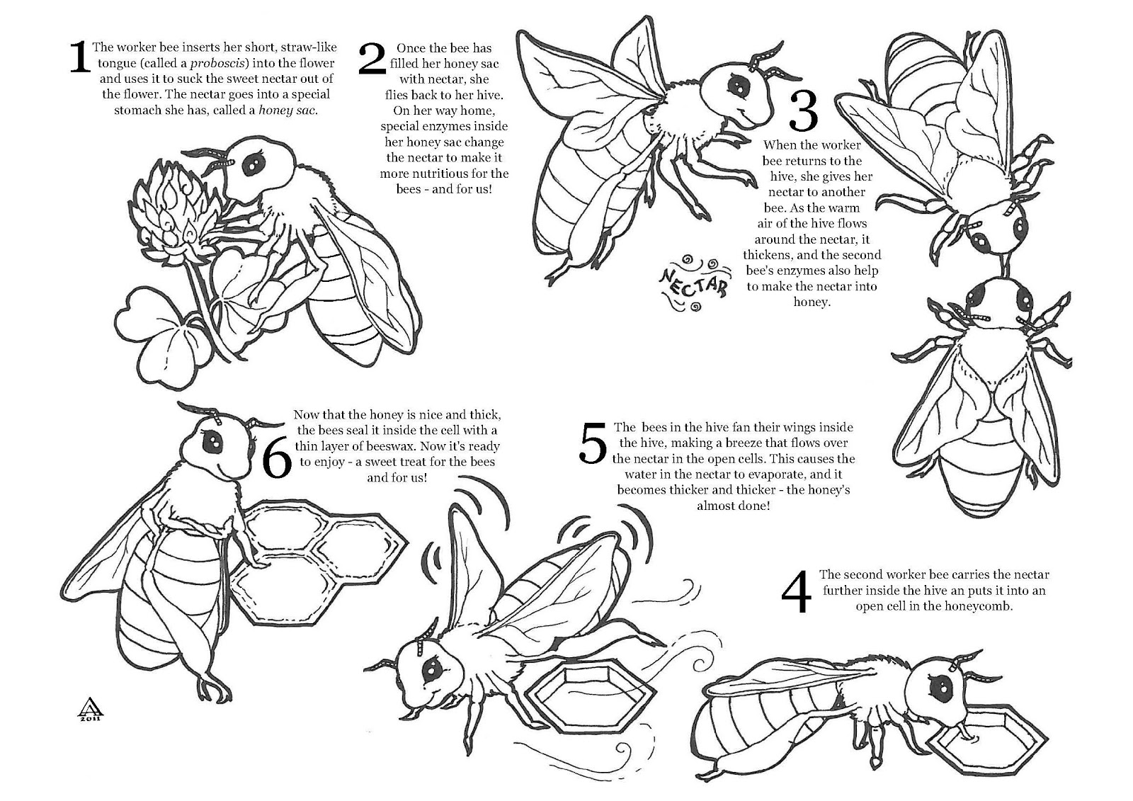 Honey Bees Coloring Pages 10