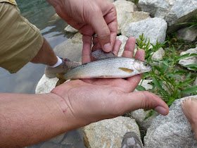 Arctic Grayling Utah Silver Lake