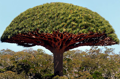 Dragon Blood Tree, Socotra