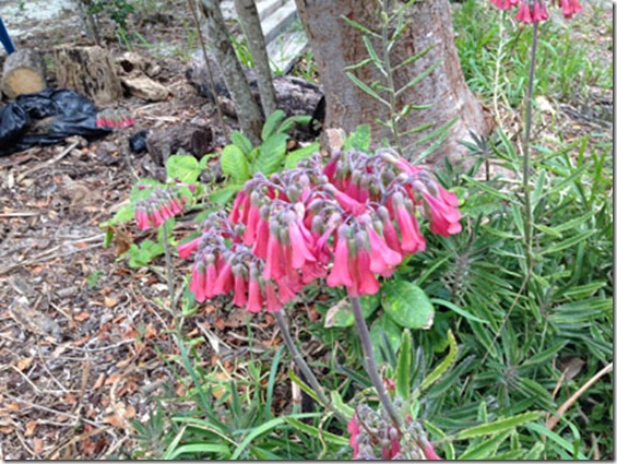 flowers