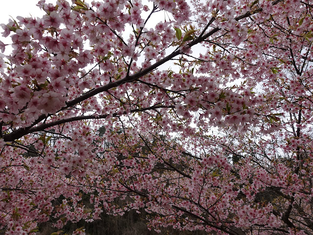 別所川渓流植物園　カワヅザクラ（河津桜）