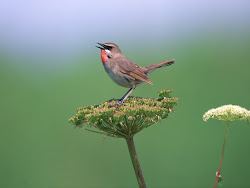 gambar burung kecil, foto burung, wallpaper burung