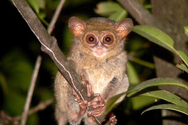 KUMPULAN GAMBAR  FLORA  FAUNA  INDONESIA Gambar  Macam Jenis 