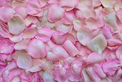 Pink rose images wallpaper