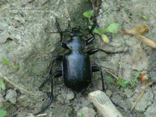 Calosoma (Calosoma) inquisitor male DSC135523