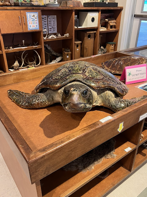 Endangered sea turtles nest on the coast of the Gulf of Mexico.