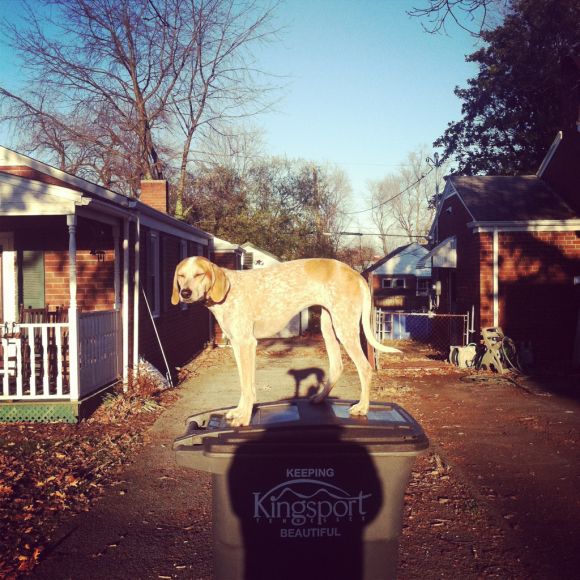 theron humphrey fotografia cachorro em cima de coisas se equilibrando maddie dog on things