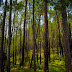 Pine Trees at The Golf of Ranikhet