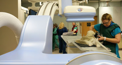 Veterinary Imaging