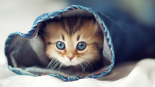 Cute Animal in the jeans - cute little cat