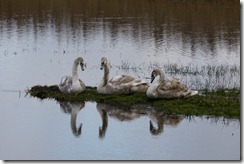 Mute Swans