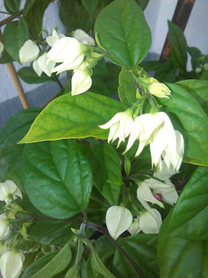 clerodendro