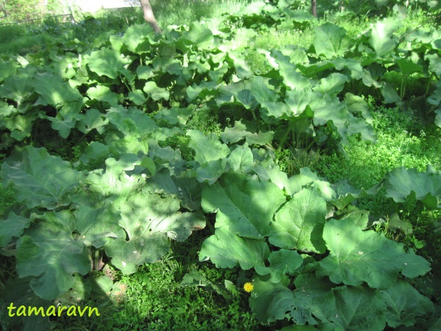 Лопух войлочный (Arctium tomentosum)