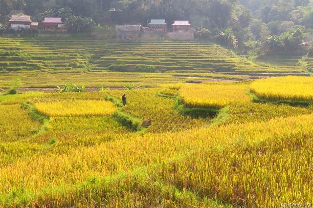 Beautiful golden rice terraces during the harvesting season at Pu Luong