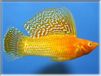 Sailfin Molly Fish Pictures