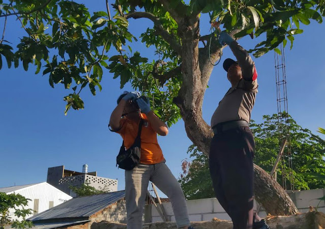 Aparat kepolisian saat melakukan olah TKP perkara gantung diri di pohon mangga Desa Sugihwaras, Kecamatan Prambon, Kabupaten Nganjuk, Minggu 28 Mei 2023